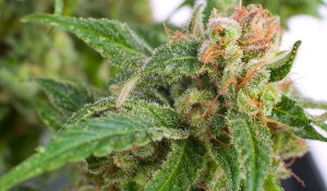 GreenWay Cannabis for Huntington's Disease