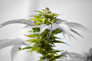 GreenWay Cannabis on Gastrointestinal Disorder