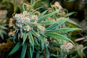 GreenWay Cannabis on Post Traumatic Stress Disorder