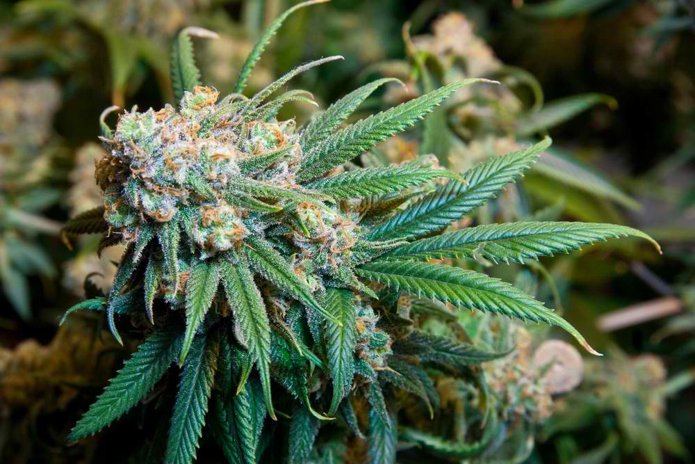 Шышки конопля исследование о вреде марихуаны