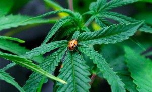 GreenWay Florida Ballot Initiative for Medical Marijuana in 2016