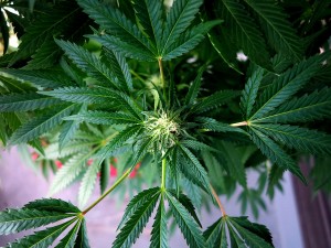 GreenWay Therapeutic Effect of Cannabis on Fibromyalgia